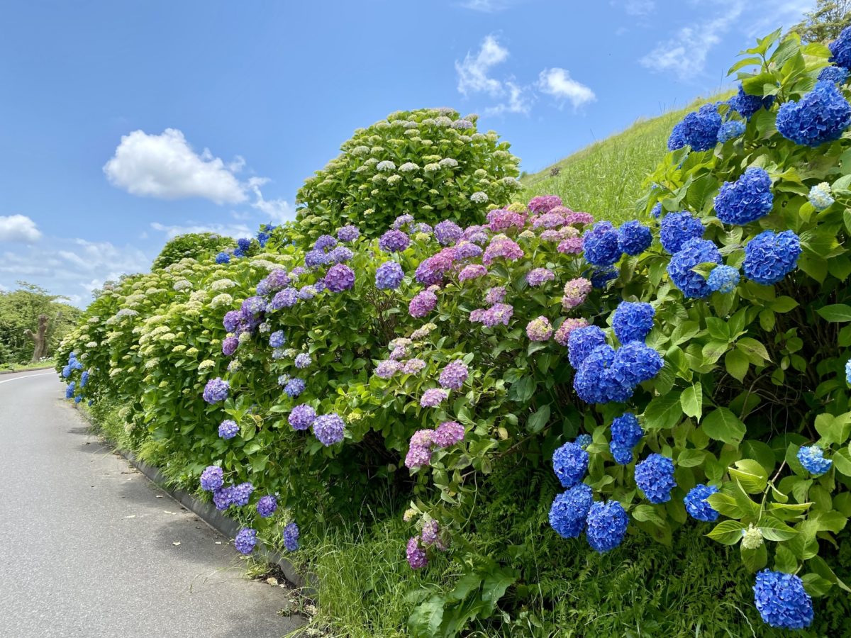 2024年6月の配信報告